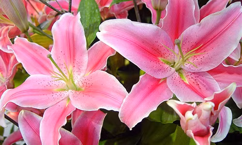 Khong dat nhung loai hoa nay len ban tho keo tan tai tan loc