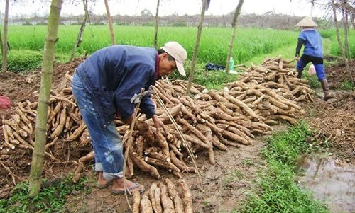 Thu hoạch sắn dây.