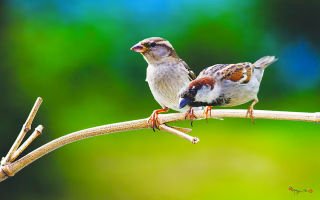 Trong thực tế, hầu hết những thứ liên quan tới gia cầm đều có xu hướng mang lại vận may chính tắc, chẳng hạn như khi con chim bay về nhà của bạn và bắt đầu làm tổ trong và xung quanh ngôi nhà của bạn. Trong khi loài dơi mang lại sự phong phú, chim mang tin tốt và cơ hội tốt. Nếu như sau đó, có những loài chim ác, kém may mắn tới nhà bạn như: quạ, ác điểu bay tới nhà bạn. Chim sẽ biết cách bảo vệ tổ của mình hay là bảo vệ ngôi nhà bạn. Vì vậy, chim chào đón với vòng tay rộng mở.