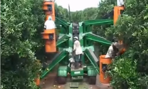 Nhung co may hai rau qua 