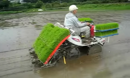 Nhung co may hai rau qua 