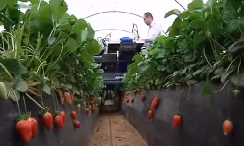 Nhung co may hai rau qua 