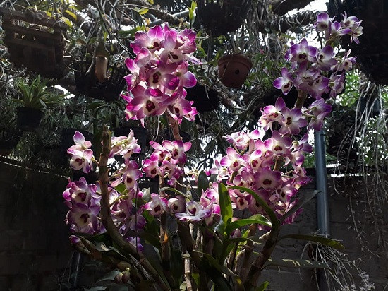 Những giỏ hoa lan đã bắt đầu bung nở đẹp rực rỡ