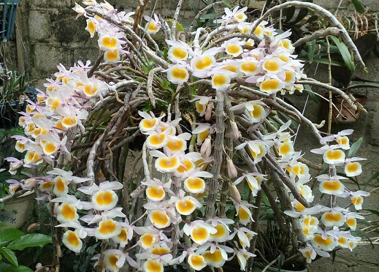 Những giỏ hoa lan đang nở trông rất đẹp