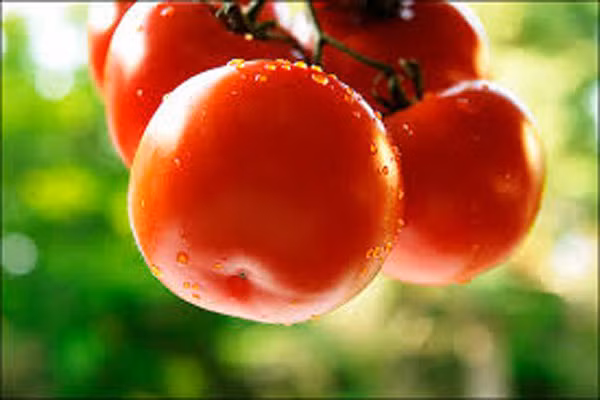 Khi nấu chín hoặc đóng hộp, cà chua thực sự là nguồn lycopene rất tốt do quá trình đóng hộp sẽ giúp phá vỡ một số thành tế bào cảm ứng, giải phóng lycopene làm cho nó dễ dàng hấp thụ hơn.