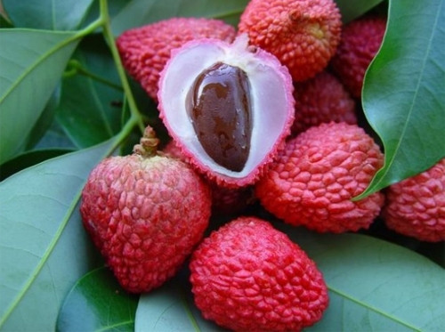 Tránh ăn quá nhiều cùng một lúc. Nếu ăn nhiều vải có thể gây nóng, làm rối loạn chuyển hóa đường trong cơ thể, gây ra chứng “say vải” rất khó chịu lưỡi họng đau rát, buồn nôn, chân tay mỏi rã rời, hoa mắt chóng mặt. Ảnh: suckhoenhi