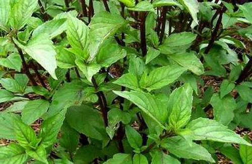 Hỗ trợ tiêu hóa. Rau húng quế đóng vai trò như một món khai vị và thúc đẩy khả năng tiêu hóa bằng cách tiết ra các enzym hỗ trợ tiêu hóa hiệu quả.