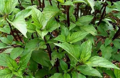 Hỗ trợ tiêu hóa. Rau húng quế đóng vai trò như một món khai vị và thúc đẩy khả năng tiêu hóa bằng cách tiết ra các enzym hỗ trợ tiêu hóa hiệu quả.