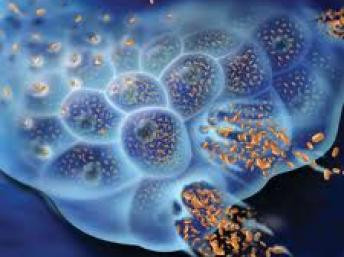 Với những người ăn ít hơn 50% phần thì ung thư tử cung không giảm được là bao. Chế độ ăn này không chỉ tốt cho việc phòng chống ung thư mà còn cải thiện được sức khỏe tim mạch và giảm tỷ lệ tử vong.