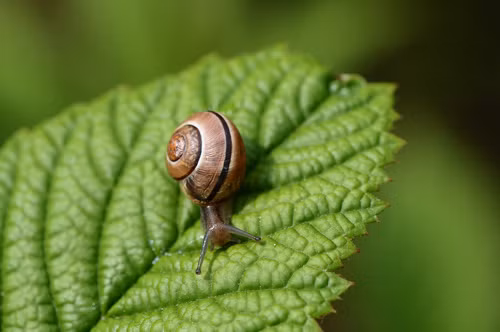 Dưa chuột có thể đuổi sâu bọ trong vườn. Đặt một vài lát dưa chuột vào một chiếc khay hoặc đĩa nhôm. Dưa chuột phản ứng với nhôm có thể tỏa ra một mùi hương khiến các loại sâu bọ, ốc sên khó chịu và chạy xa khỏi khu vườn của bạn.