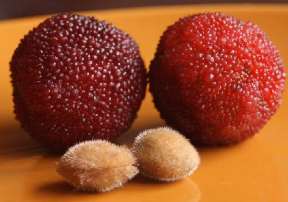 Ở Việt Nam, cây thanh mai được trồng nhiều ở các tỉnh miền núi phía Bắc, Quảng Ninh, Quảng Bình, Lâm Đồng (trên núi Langbian)... Quả thanh mai chỉ ra quả một lần duy nhất trong năm, trong thời gian từ tháng 3 đến tháng 5.