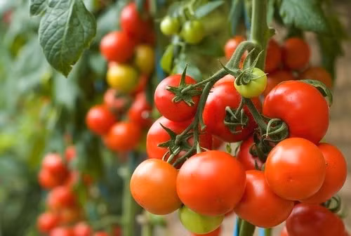 Cà chua giàu chất lycopene, một chất chống ôxy hóa mạnh. Cchất lycopene có tác dụng làm giảm nguy cơ ung thư phổi và ung thư dạ dày. Ảnh: media