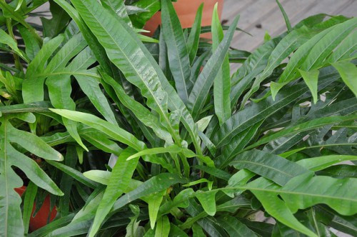 Cây lưỡi hổ. Được khuyên dùng như một cách tuyệt vời để thanh lọc không khí trpng nhà bạn. Nó là loại cây hoàn hảo để đặt trong phòng ngủ bởi chi phí thấp và cần chăm sóc ít. Theo nghiên cứu của NASA, lưỡi cọp là một trong 12 loại thực vật giúp cải thiện không khí trong nhà ở.