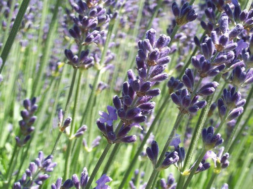 Hoa oải hương. Là một trong những liệu pháp tự nhiên cho những người khó ngủ. loại hoa này được sử dụng điều chế nước hoa, xà phòng, dầu gội. Về mặt y học, hoa oải hương có tác dụng điều trị chứng mất ngủ và giảm lo lắng. Các nhà nghiên cứu phát hiện thấy rằng hít mùi hương của loài hoa này giúp con người có cảm giác thư thái, nhẹ nhàng hơn.