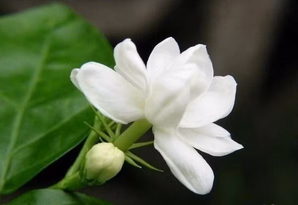 Chuột thí nghiệm được nuôi trong lồng chứa nồng độ nước hoa tinh khiết trở nên ít hoạt động hơn và thoải mái ngồi trong góc. Điều này cũng có thể tương tự ở người và tạo cảm giác thư thái tuyệt vời cho cơ thể.