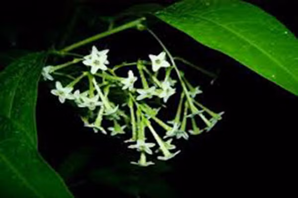 Hoa dạ hương là loại cây trong phòng ngủ có tác dụng trang trí phòng với cấu tạo thân dây leo và hoa nở thành những khóm nhỏ. Mặc dù loài hoa này không nở hoa thường xuyên nhưng lại rất dễ chăm sóc và có mùi hương dịu nhẹ tuyệt vời, hơn nữa, cây hoa cũng rất dễ chăm sóc.