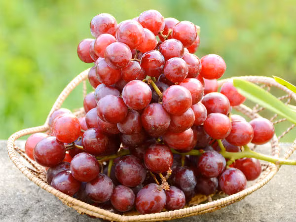 Nho đỏ. Người Ấn Độ ăn cực nhiều nho đỏ, do nó có chất resveratrol là một chất chống oxy hóa được tìm thấy trong vỏ nho. Rất nhiều nghiên cứu cũng đã chứng minh chất này ngăn chặn sự tăng trưởng của tế bào ung thư rất hữu hiệu. ượu vang đỏ và nước nho cũng chứa hợp chất chống ung thư này.