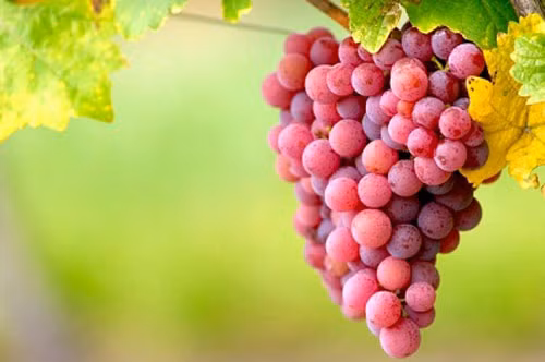 Nho. Da của quả nho có nguồn oxy hóa đặc biệt phong phú là resveratrol. Nước nho và rượu vang đỏ cũng có chứa chất này. Resveratrol rất hữu ích trong việc bảo vệ bạn khỏi bệnh ung thư ngay từ đầu. Ở nam giới, một lượng vừa phải rượu vang đỏ có thể giảm nguy cơ ung thư tuyến tiền liệt.