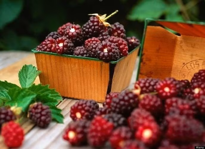 Dâu tằm là một nguồn dồi dào resveratrol, một phytonutrient (hợp chất dinh dưỡng) mạnh mà các nhà nghiên cứu tin rằng có thể ngăn ngừa ung thư. Ngoài ra, dâu tằm cũng có hàm lượng cao các chất chống oxy hóa cao giúp cải thiện lưu thông máu, chống viêm, giảm huyết áp, ngăn ngừa tình trạng máu đông và đột quỵ.