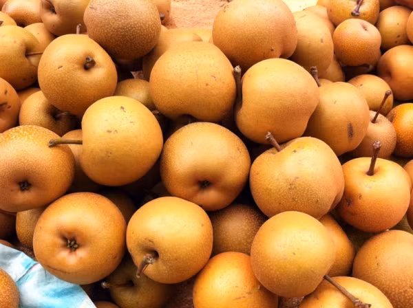 Quả mắc cọp có hai loại: mắc cọp vỏ nâu và mắc cọp vỏ xanh. (Nguồn Dongtrunghathaoaloha)