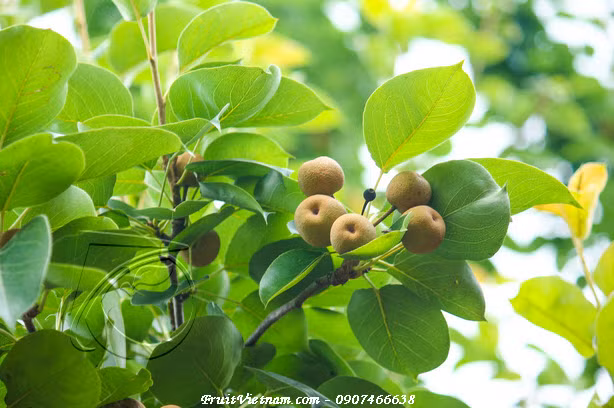 Bên cạnh đó, quả mắc cọp còn chưa hợp chất phloretin flavonoid có khả năng ức chế sự tăng trưởng của các khối u ác tính trong cơ thể. (Nguồn Fruitvietnam).