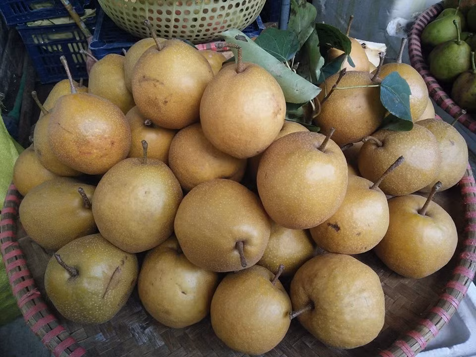 Trong dân gian, quả mắc cọp là bài thuốc thường được dùng để chữa các bệnh về hô hấp, có tác dụng bổ phế tiêu đờm. (Nguồn Denlinhvuonglong)