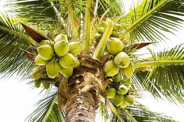 Uống nước dừa thường xuyên sẽ giúp bạn thoát khỏi trầm cảm nhanh chóng. Do bản thân dừa chứa chất điện giải và các chất béo, giúp cải thiện các hoạt động tổng thể của não, tốt cho tâm trạng, nên tránh được stress. (Nguồn Salon)
