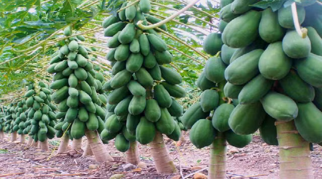 Nếu bạn muốn có bộ ngực nở nang, săn chắc thì đu đủ xanh cũng là loại thực phẩm không thể thiếu trong thực đơn. (Nguồn Letstalkagric)