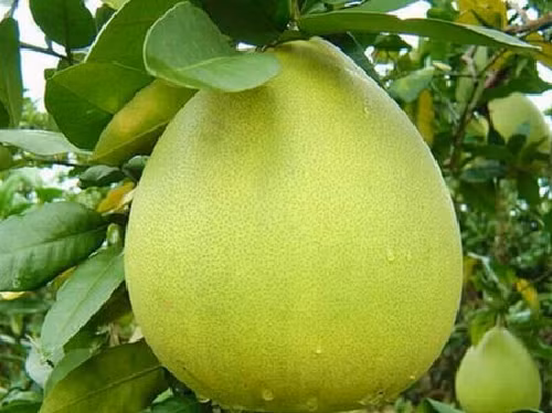 Bưởi cũng là loại trái cây có thể giúp ước mơ sở hữu vòng 1 căng tràn của bạn trở thành hiện thực. Bưởi chứa khá nhiều hợp chất chống oxy hóa và vitamin C, vừa giúp ngực săn chắc nhưng lượng mỡ tại vùng ngực cũng không bị giảm đi. (Nguồn Blogspot)