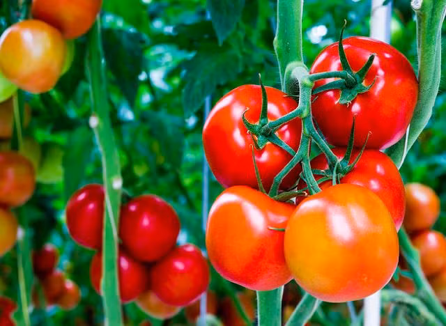 Không chỉ là một loại thực phẩm quá đỗi quen thuộc trong các bữa cơm chúng ta ăn mỗi ngày, cà chua còn chứa nhiều vitamin giúp ngăn ngừa lão hóa và cung cấp collagen - một thành phần protein chủ yếu của gân, sụn và xương. (Nguồn Balconygardenweb)