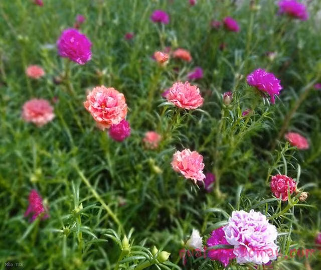 Ngoài ra, bạn có thể sử dụng cây hoa mười giờ để đắp lên vết bỏng sẽ nhanh lên da non, da không bị phồng. (Nguồn Googleusercontent)