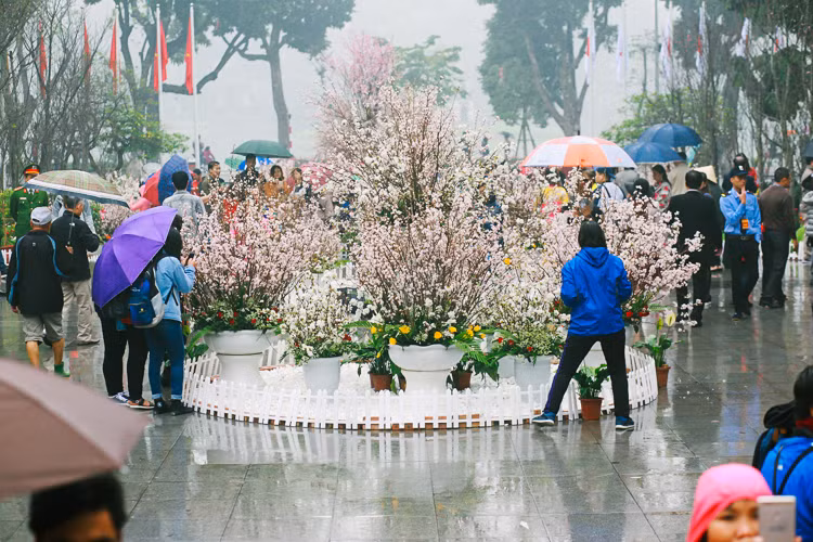 Sáng 11/3 - buổi sáng đầu tiên Lễ hội Hoa anh đào Nhật Bản 2017 mở cửa tiếp đón người dân, các vị khách. Dù thời tiết sáng nay ở Hà Nội khá xấu, trời mưa phùn mau hạt, ẩm ướt và đường đi nhiều nơi lầy lội... nhưng tại Vườn hoa Tượng đài Lý Thái Tổ, quận Hoàn Kiếm, Hà Nội vẫn có rất đông các vị khách, bạn trẻ đội mưa ngắm hoa từ sớm.