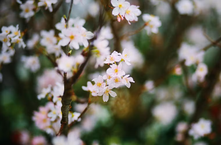 Mưa phùn ở Hà Nội không làm ảnh hưởng đến vẻ đẹp và chất lượng của hoa anh đào Nhật Bản được trình bày ở Hồ Gươm. 150 cây và hơn 10.000 cành anh đào Nhật đã cùng nhau khoe sắc, tạo ra một khung cảnh vừa đẹp mắt vừa lãng mạn, vừa mang ý nghĩa giao lưu văn hóa Việt - Nhật.