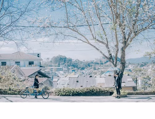 Bộ ảnh đẹp nên thơ dưới gốc hoa ban Đà Lạt.