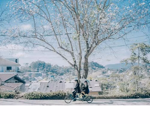 Dưới gốc ban hoa nở trắng trời, chiếc xe đạp chở đôi tình nhân lãng mạn tạo nên khung cảnh nên thơ như trong những thước phim Hàn Quốc. Không cần màu mè, không quá sến sẩm, loạt hình được chỉnh với tông màu nhẹ nhàng cùng với sắc trắng hoa ban tạo ra cảm giác bình yên cho người xem.