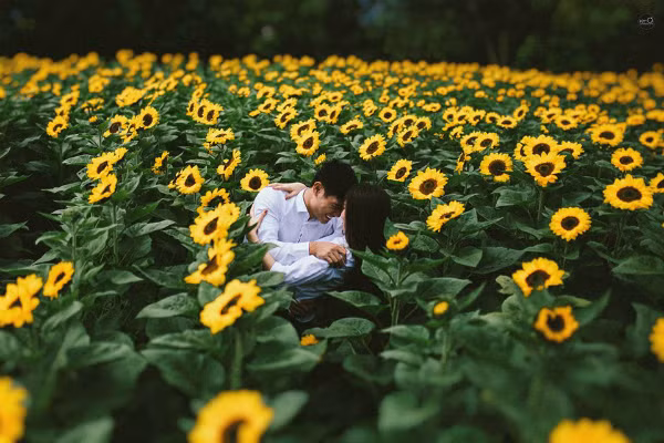 Nếu như bạn bỏ lỡ mùa hoa hướng dương tháng 12 ở Nghệ An thì còn một địa điểm du lịch khác vào mùa xuân cho bạn được thỏa thích chụp ảnh, tận hưởng khung cảnh đẹp như mơ ở Đà Lạt. Không phải trang trại Dalat Milk như những năm trước, năm nay, bạn có thể tham quan vườn hoa cách thành phố 15 km.