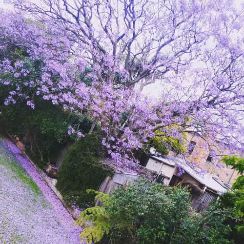 Phượng tím là loài hoa đặc trưng của Australia nhưng ở Việt Nam, bạn cũng có thể ngắm phượng tím. Cũng vẫn là thành phố hoa Đà Lạt, cứ vào tầm sau Tết, tháng 3-4 là những con đường ở Đà Lạt lại phủ kín màu tím của những tán cây phượng lâu năm.