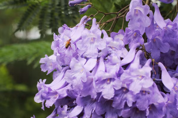 Phượng tím nở sớm hơn phượng đỏ nên chưa tới hè chúng đã lụi tàn. Không khó để bắt gặp loài hoa đặc trưng không đâu có ở nước ta, bạn có thể ghé thăm bờ hồ Xuân Hương, đường Nguyễn Thị Minh Khai, Dốc Đá, đường Bùi Thị Xuân, Ánh Sáng...