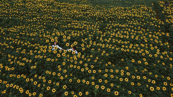 Khu vườn có 2 cánh đồng hoa, diện tích khá rộng lớn cho bạn tha hồ sống ảo, thời điểm lý tưởng nhất để chụp ảnh là buổi sáng lúc 7-8h và 15-17h khi mặt trời chuẩn bị lặn. Bạn có thể đi theo hướng đào Tà Nung, hai bên đường có nhiều vườn hoa lẻ tẻ; đi tiếp 5 km đến quán cà phê Mê Linh với vườn hoa lớn nhất, tiếp tục đi khoảng 100m là cánh đồng thứ 2. Bạn vào cửa tự do nhưng nhớ đừng làm dập nát hoa.