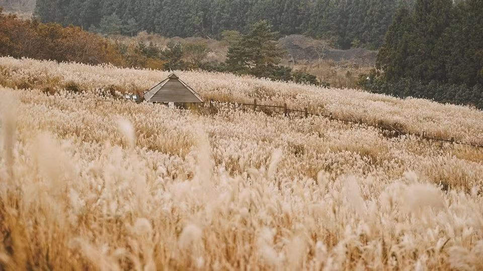Seogwipo là thành phố chính, tương đối phát triển, xung quanh toàn danh lam thắng cảnh như thác Cheonjiyeon, núi Hallasan, thác Jeongbang… Chi phí ở đây rẻ hơn, và có một phố ẩm thực rất hấp dẫn cùng chợ địa phương lớn và nổi tiếng. Để đi tới Seogwipo, bạn ra sân bay hỏi, người dân sẽ chỉ cho đi một chuyến xe buýt 30 chỗ rất hiện đại chạy thẳng tới khu trung tâm.