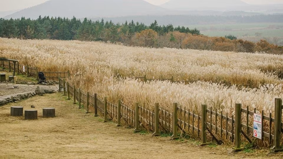 Jeju quả thật là một nơi được tạo hóa ưu ái, với địa hình phong phú gồm rừng, biển, thác... Tất cả kết hợp hài hòa, tạo nên bức tranh phong cảnh tuyệt đẹp.
