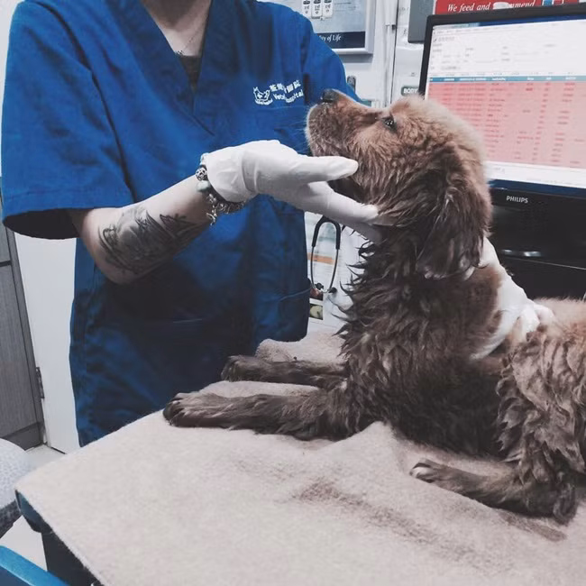 Ngoài công việc làm người mẫu bán thời gian, Hi Lộ chưa lúc nào quên công việc chính của mình là ở phòng khám.