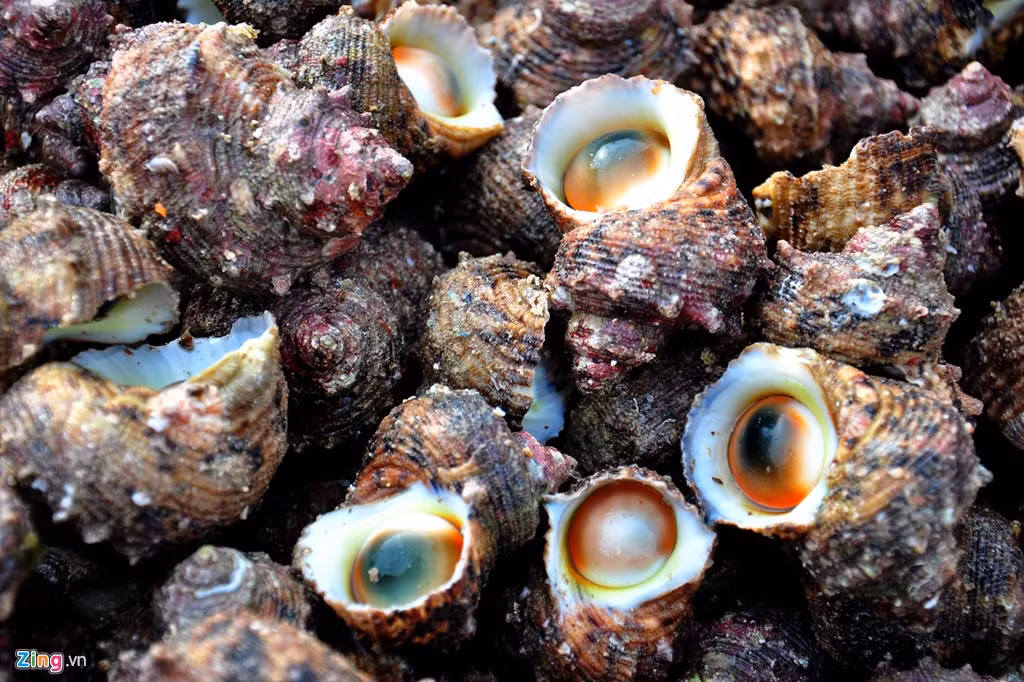 Theo các ngư dân, vài năm trước, mỗi kg ốc cừ chỉ đổi được một kg gạo nhưng gần đây giá loại ốc này tăng vọt do nhu cầu người dân cùng du khách đến tham quan đảo Lý Sơn tăng cao. Ốc cừ trở thành món ăn đặc sản không chỉ ở huyện đảo Lý Sơn mà còn lan rộng khắp ở các nhà hàng ở các tỉnh miền Trung. 