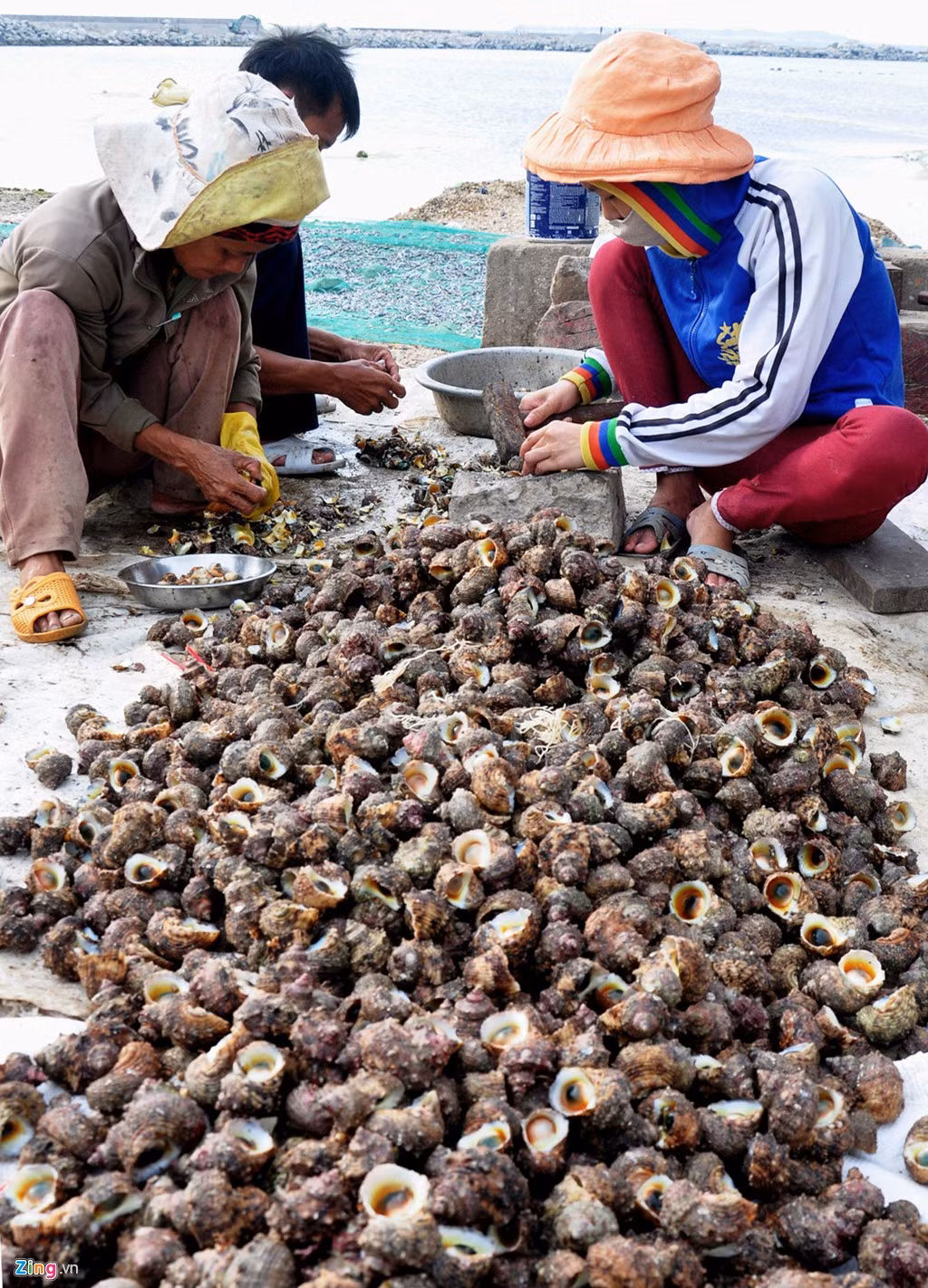 Phụ nữ cũng có thu nhập mỗi ngày 300.000-400.000 đồng từ việc đập vỏ lấy ruột ốc. Ốc cừ hoặc ốc mặt trăng ở phần miệng có miếng vảy dày giống chiếc cúc áo bằng xà cừ, lật ngửa ra thì trông giống hình mặt trăng. Nhiều du khách thưởng thức món ốc này còn đặt tên đây là món ốc gõ. Do mỗi khi ăn họ phải gõ vài lần thì phần thịt ốc bên trong mới lộ ra ngoài. 