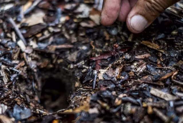 Bai tam ki la day muoi va kien giua rung ram Amazon-Hinh-2