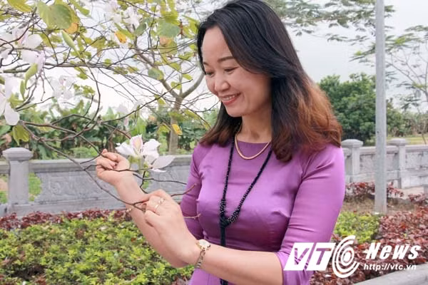 Đặc biệt, cây nào trút lá trước sẽ ra hoa trước. Hoa có mùi thơm phảng phất gần giống với mùi hoa đại.