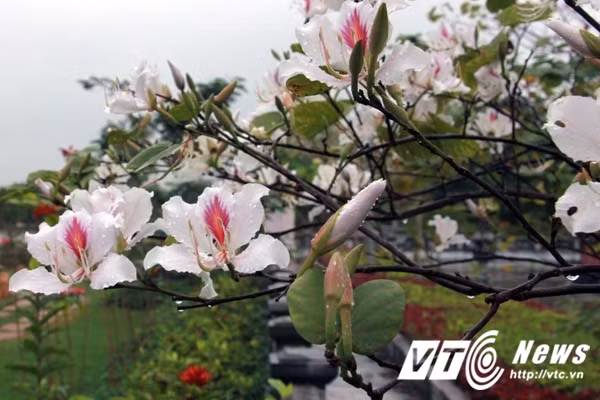 Những cánh hoa trắng trong, tinh khôi khoe sắc. 12 cây hoa ban đều đồng loạt nở rộ, khoe sắc vào dịp xuân sang. Những hạt mưa nhẹ vương trên cánh hoa càng tô điểm thêm vẻ đẹp lung linh của hoa ban như thể loài hoa này đang ở giữa núi rừng Tây Bắc mà không phải ở Hải Phòng. 