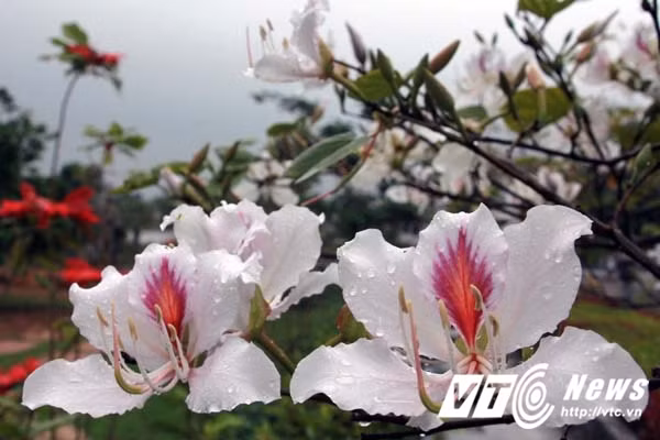 Ông Ngô Minh Khiêm – Trưởng ban Quản lý Khu tưởng niệm Vương Triều Mạc (Kiến Thụy, Hải Phòng) cho biết, từ đầu năm 2011, sau khi hoàn thành ngôi chính điện Khu tưởng niệm Vương Triều Mạc, con cháu thuộc chi họ Nguyễn gốc Mạc ở Điện Biên vận chuyển 12 cây hoa ban từ vùng núi rừng Tây Bắc về cung tiến trồng tại đây.