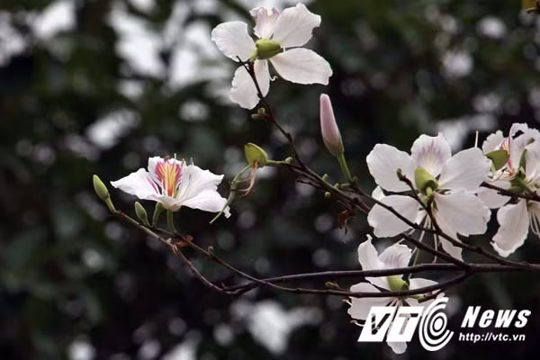 Khi mùa hoa ban nở, vào những ngày cuối tuần, đông đảo người dân trong và ngoài TP Hải Phòng thường về chiêm bái, dâng hương tưởng niệm các vị tiên đế Vương Triều Mạc và cũng là dịp được chiêm ngưỡng hoa ban, một loài hoa tuyệt đẹp của vùng núi rừng Tây Bắc đua nhau khoe sắc ngay tại vùng quê đất Cảng.