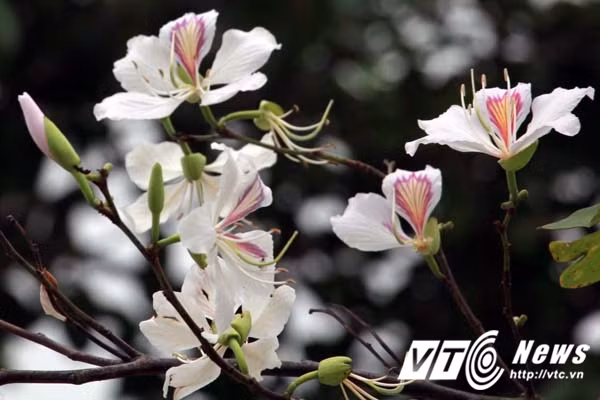 Ông Khiêm cho biết, với tấm lòng và ý nghĩa của những người con cháu họ Nguyễn gốc Mạc, muốn trồng những cây hoa ban tại Khu tưởng niệm Vương Triều Mạc là để dâng lên các bậc tiên đế, tiên vương nhà Mạc đã có công lao đối với dân tộc và đất nước, mặc dù phải thay tên đổi họ nhưng họ vẫn luôn hướng về đất tổ, nơi các tiên đế lập nên Vương Triều Mạc.